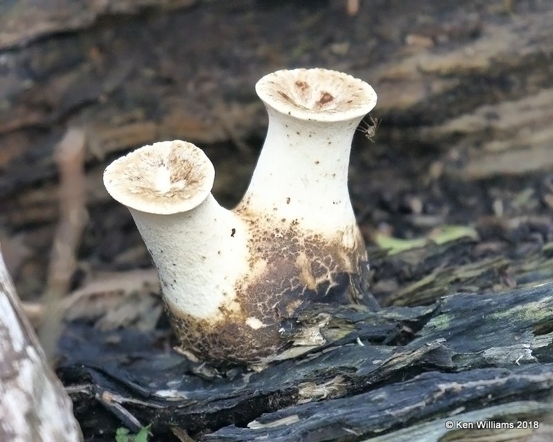 Mushroom, Magee Marsh, OH, 5-15-18, Jza_79303.jpg