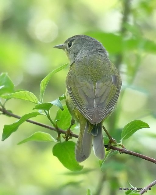 Nashville Warbler, Magee Marsh, OH, 5-14-18, Jza_78473.jpg