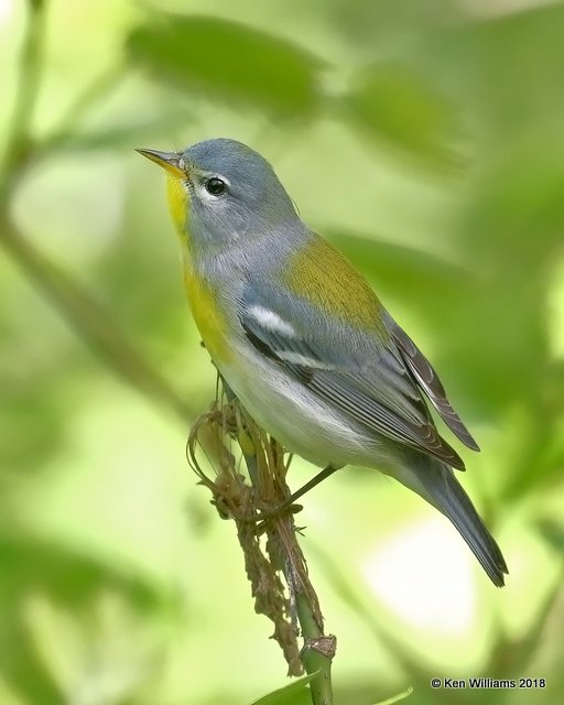 Northern Parula female, Magee Marsh, OH, 5-14-18, Jza_78533.jpg