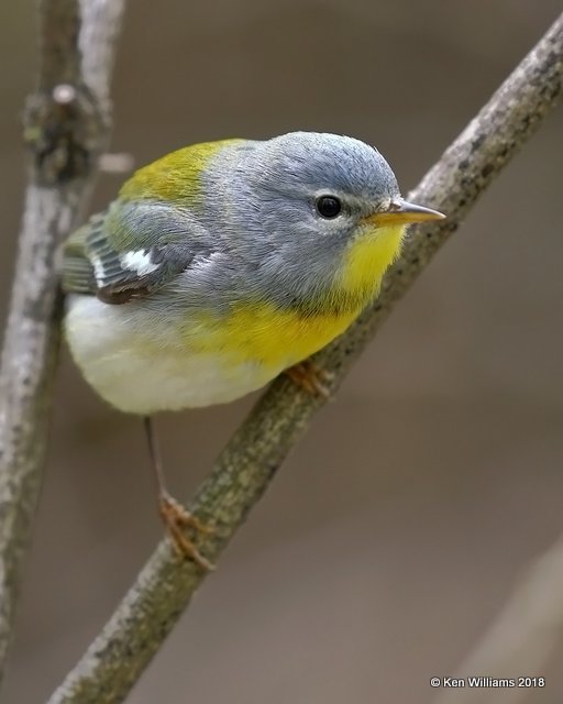 Northern Parula male, Magee Marsh, OH, 5-13-18, Jza_77890.jpg