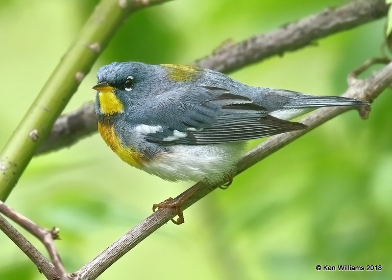 Northern Parula male, Magee Marsh, OH, 5-15-18, Jza_78935.jpg