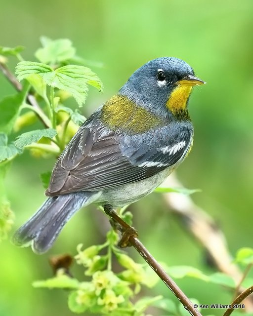 Northern Parula male, Magee Marsh, OH, 5-15-18, Jza_79145.jpg