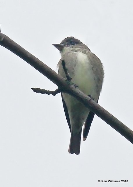 Olive-sided Flycatcher, Magee Marsh, OH, 5-15-18, Jza_78765.jpg