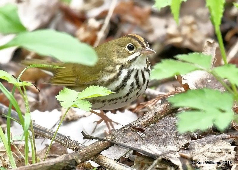 Overbird, Magee Marsh, OH, 5-13-18, Jza_77946.jpg