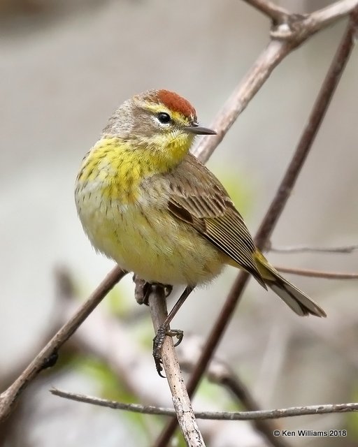 Palm Warbler, Western subspecies, Magee Marsh, OH, 5-13-18, Jza_77746.jpg