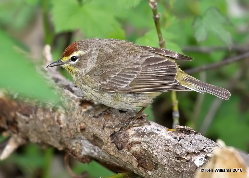 Palm Warbler, Western subspecies, Magee Marsh, OH, 5-13-18, Jza_78189.jpg