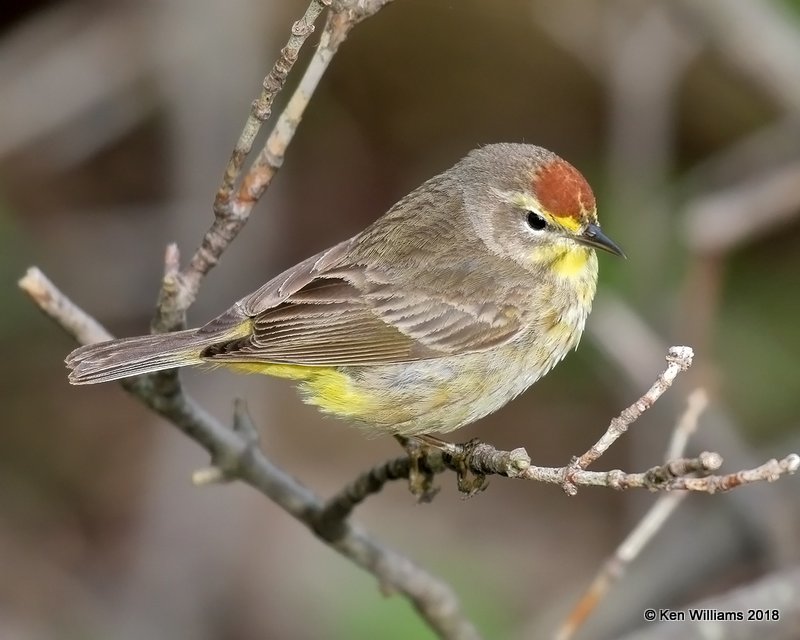 Palm Warbler, Western subspecies, Magee Marsh, OH, 5-13-18, Jza_78192.jpg