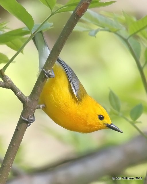 Prothonotary Warbler, Magee Marsh, OH, 5-14-18, Jza_78567.jpg