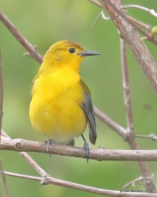 Prothonotary Warbler, Magee Marsh, OH, 5-15-18, Jza_78873.jpg