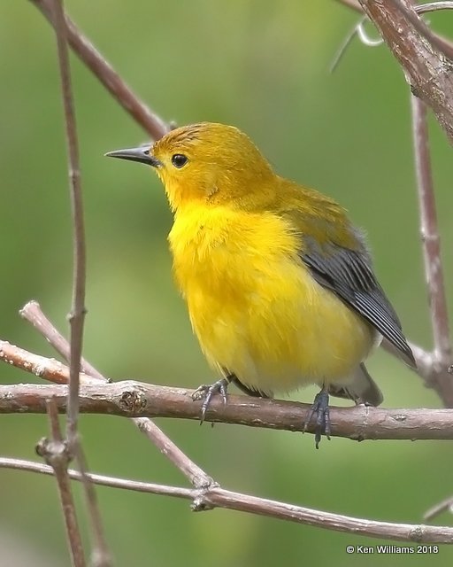 Prothonotary Warbler, Magee Marsh, OH, 5-15-18, Jza_78888.jpg