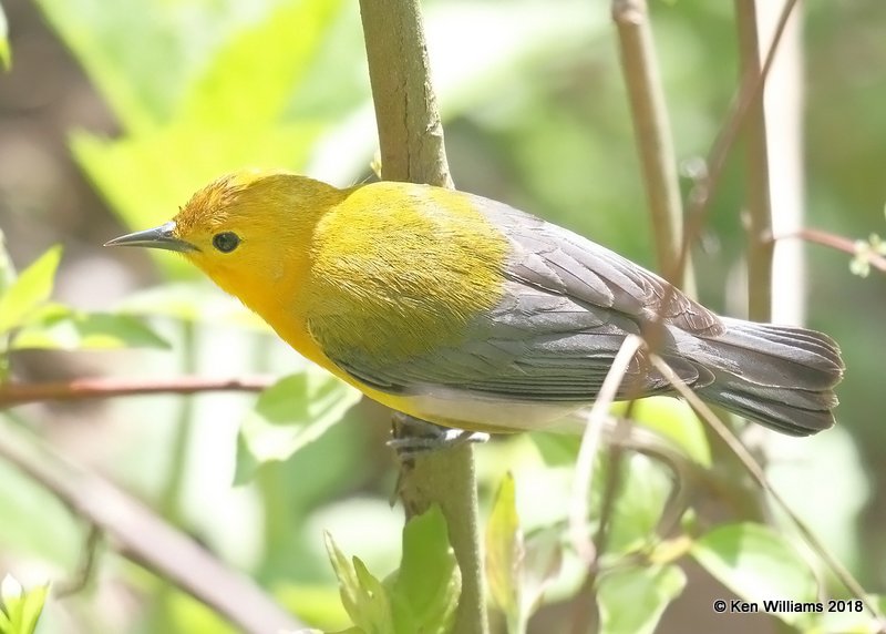 Prothonotary Warbler, Magee Marsh, OH, 5-16-18, Jza_79506.jpg