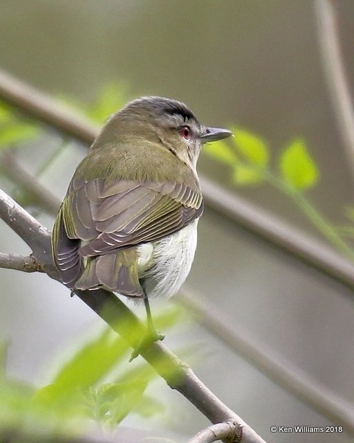 Red-eyed Vireo, Magee Marsh, OH, 5-15-18, Jza_79261.jpg