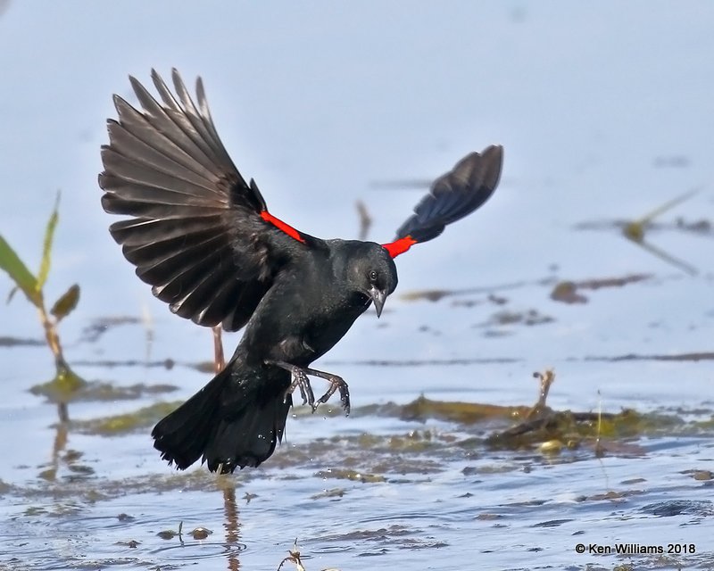 Red-winged Blackbird male, Magee Marsh, OH, 5-16-18, Jza_79966.jpg