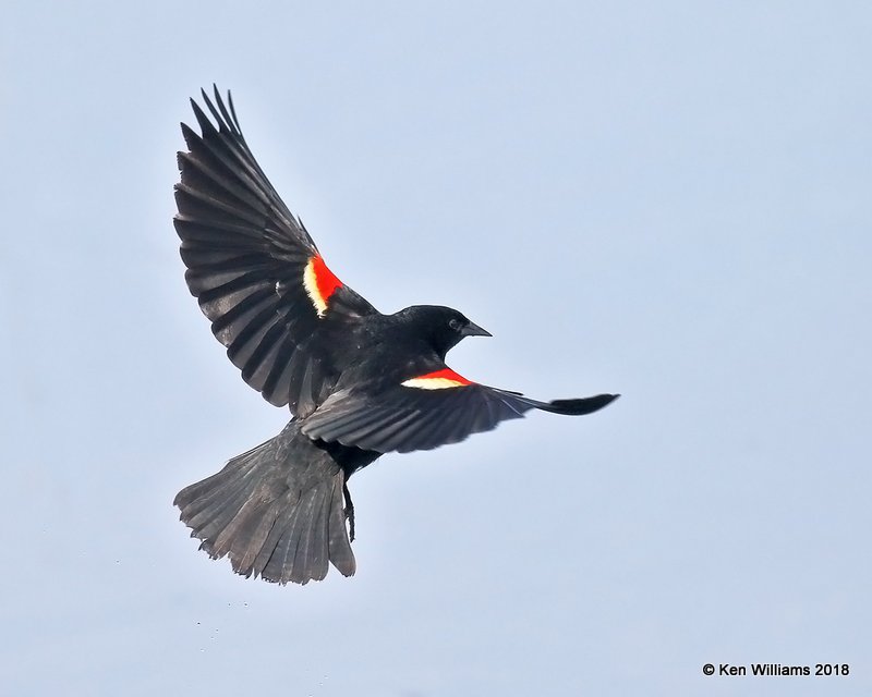 Red-winged Blackbird male, Magee Marsh, OH, 5-16-18, Jza_79972.jpg