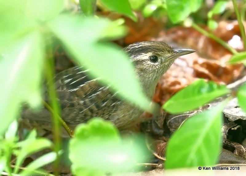 Sedge Wren, Magee Marsh, OH, 5-14-18, Jza_78244.jpg