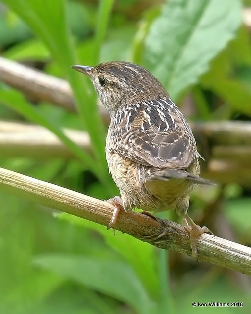 Sedge Wren, Magee Marsh, OH, 5-14-18, Jza_78250.jpg