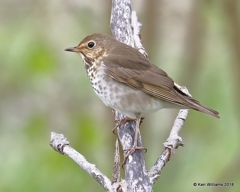 Swainson's Thrush, Magee Marsh, OH, 5-15-18, Jza_79078.jpg