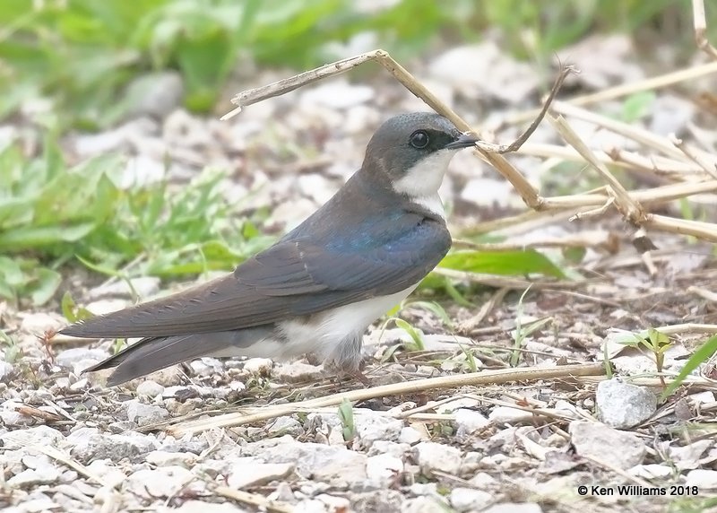 Tree Swallow, first year female, Magee Marsh, OH, 5-15-18, Jza_78950.jpg
