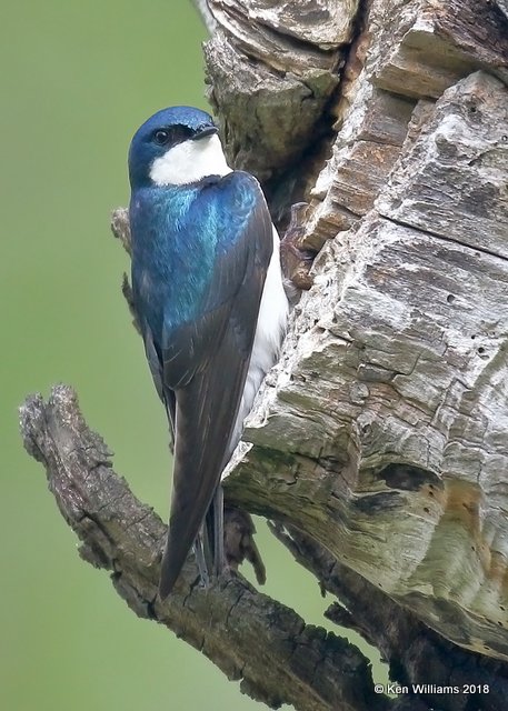 Tree Swallow, Magee Marsh, OH, 5-16-18, Jza_79405.jpg