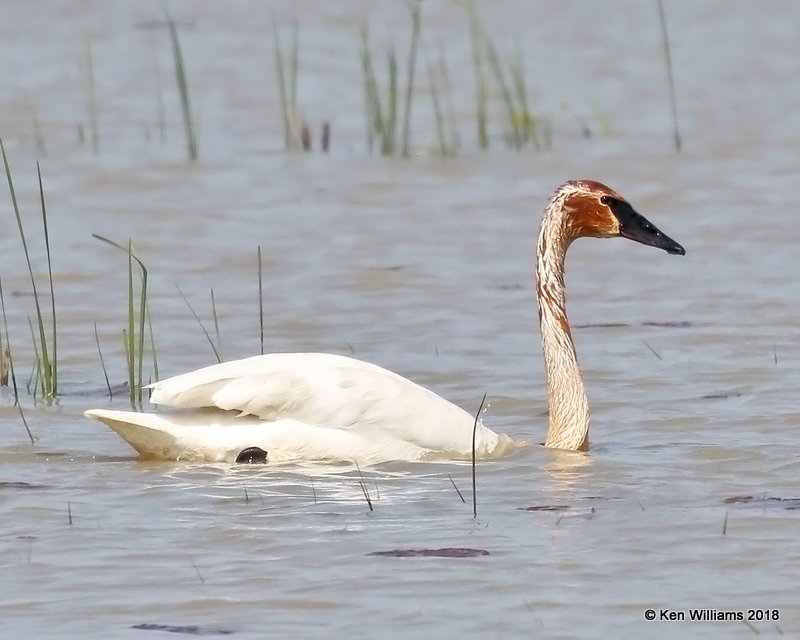 Trumpeter Swan, Ottawa NWR, OH, 5-16-18, Jza_79774.jpg
