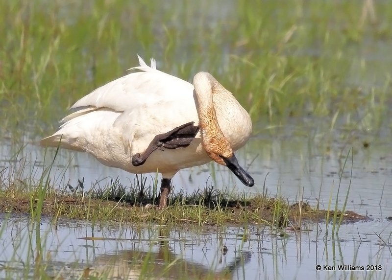 Trumpeter Swan, Ottawa NWR, OH, 5-16-18, Jza_79905.jpg