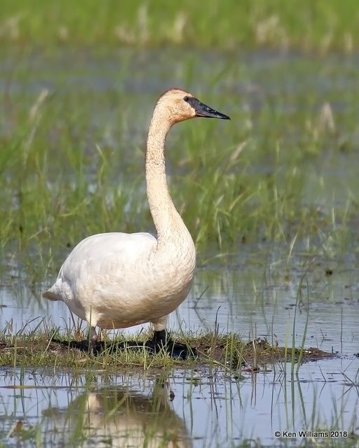 Trumpeter Swan, Ottawa NWR, OH, 5-16-18, Jza_79936.jpg