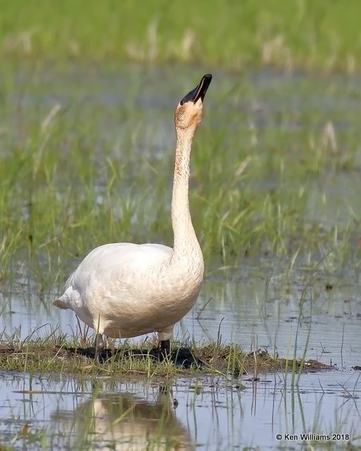 Trumpeter Swan, Ottawa NWR, OH, 5-16-18, Jza_79942.jpg