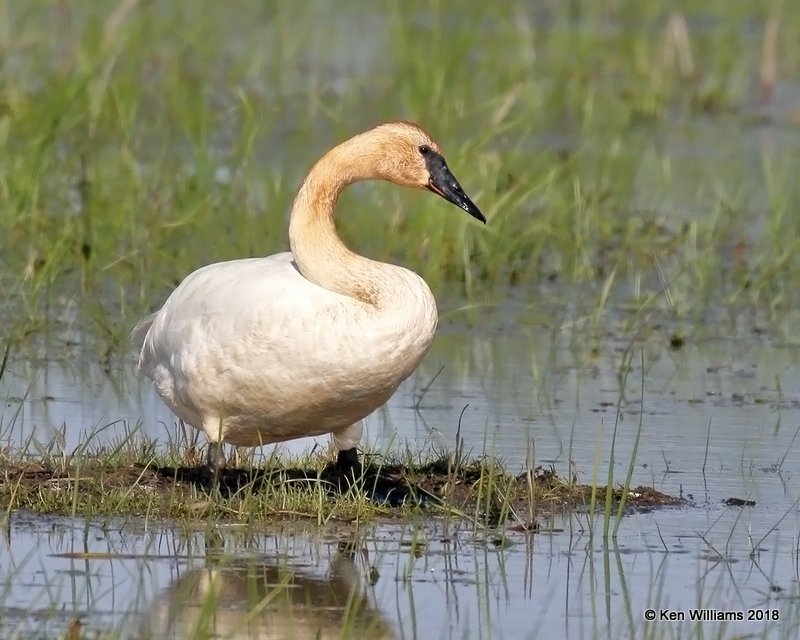 Trumpeter Swan, Ottawa NWR, OH, 5-16-18, Jza_79943.jpg