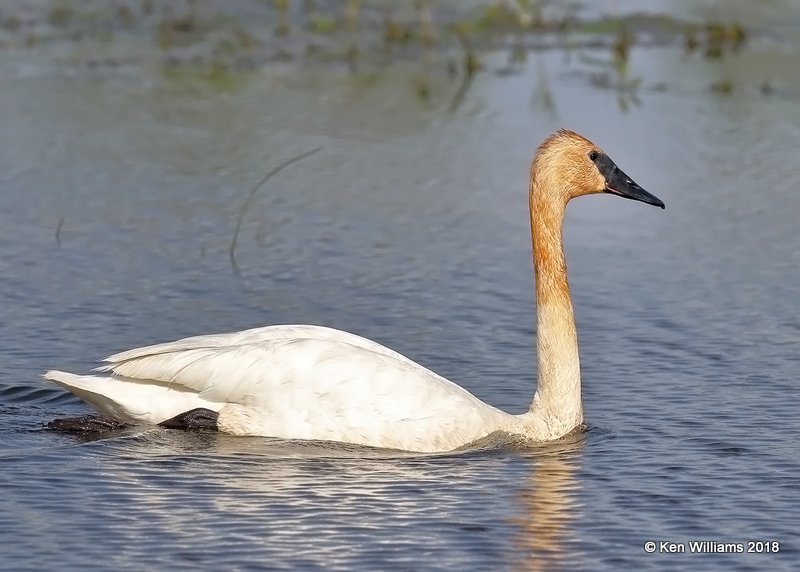 Trumpeter Swan, Ottawa NWR, OH, 5-16-18, Jza_79958.jpg