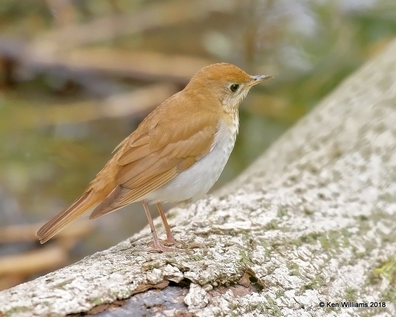 Verry, Magee Marsh, OH, 5-13-18, Jza_77945.jpg