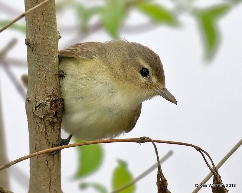 Warbling Vireo, Magee Marsh, OH, 5-13-18, Jza_77615.jpg