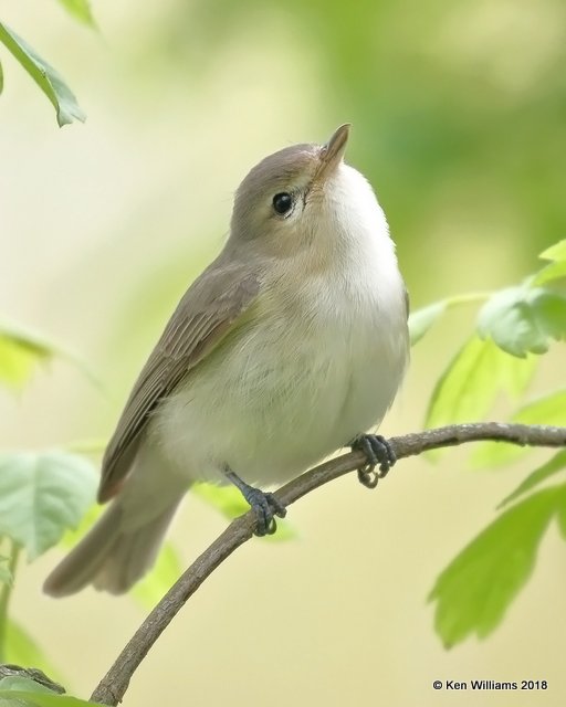 Warbling Vireo, Magee Marsh, OH, 5-13-18, Jza_77625.jpg