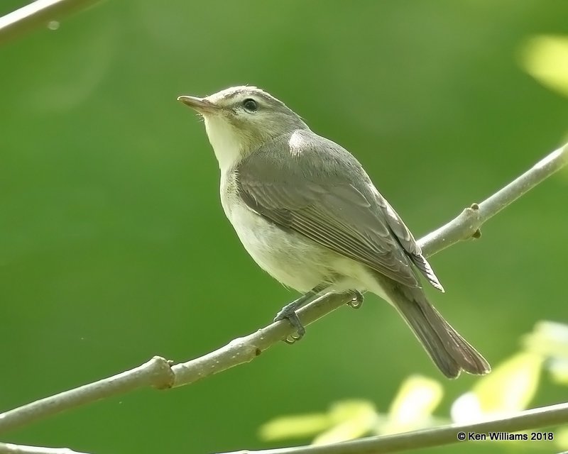 Warbling Vireo, Magee Marsh, OH, 5-16-18, Jza_79431.jpg