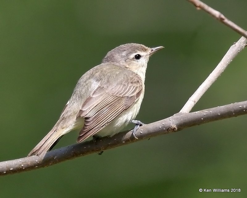Warbling Vireo, Magee Marsh, OH, 5-16-18, Jza_79500.jpg