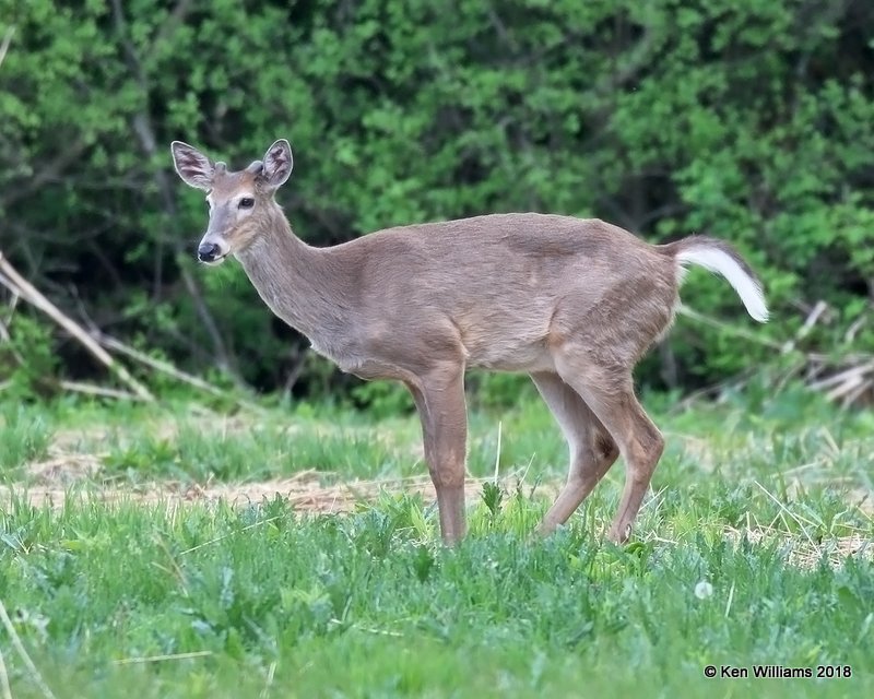 White-tailed Deer male, Magee Marsh, OH, 5-16-18, Jza_79975.jpg