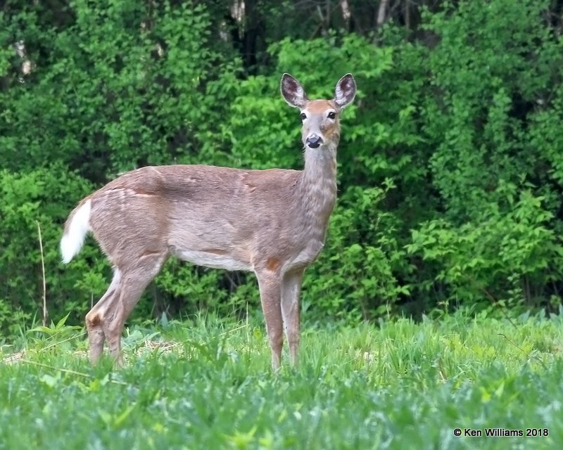 White-tailed Deer male, Magee Marsh, OH, 5-16-18, Jza_79980.jpg