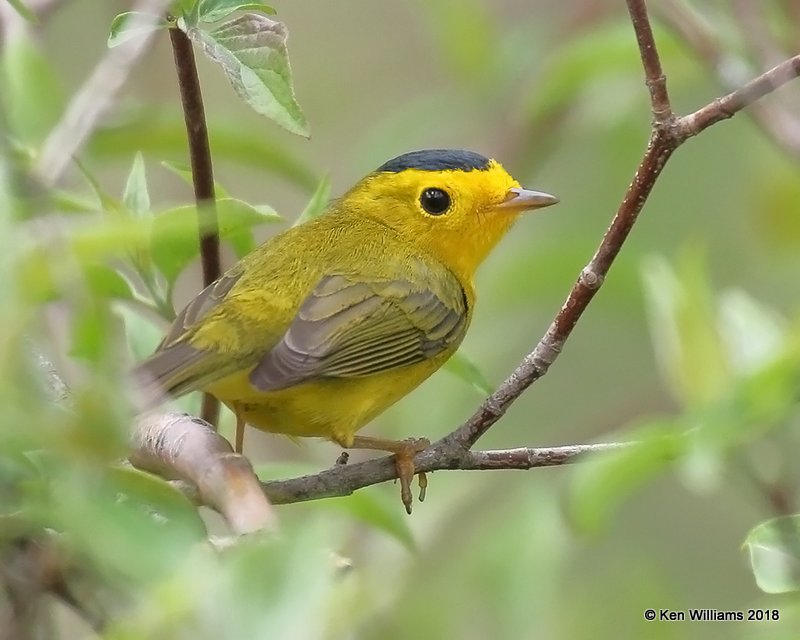 Wilson's Warbler male, Magee Marsh, OH, 5-15-18, Jza_78866.jpg