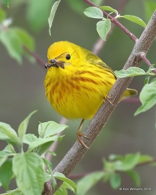 Yellow Warbler male, Magee Marsh, OH, 5-13-18, Jza_78102.jpg