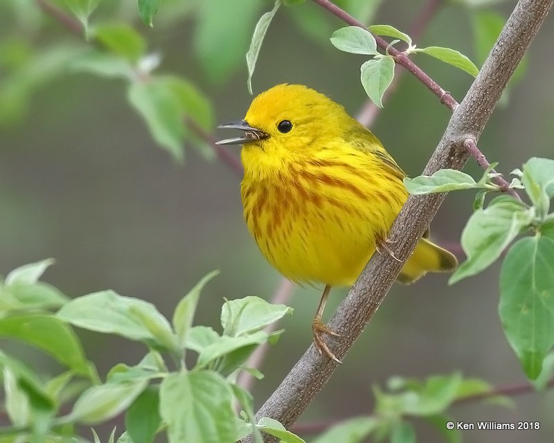 Yellow Warbler male, Magee Marsh, OH, 5-13-18, Jza_78105.jpg