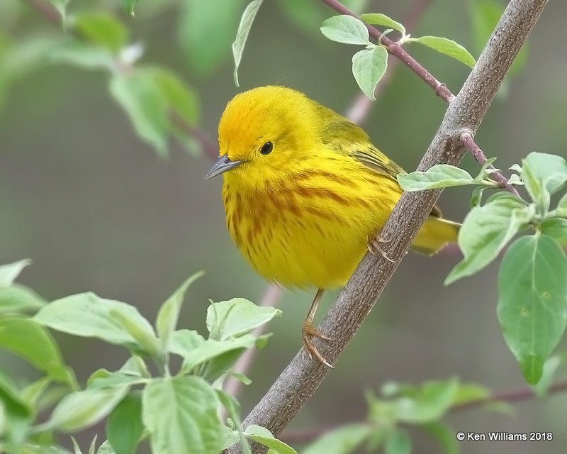 Yellow Warbler male, Magee Marsh, OH, 5-13-18, Jza_78107.jpg