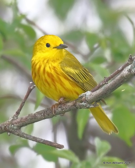 Yellow Warbler male, Magee Marsh, OH, 5-15-18, Jza_78992.jpg