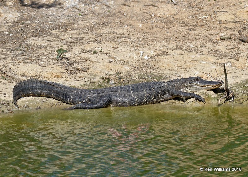 American Alligator, High Island, TX, 4-17-18, Jpa_66043.jpg