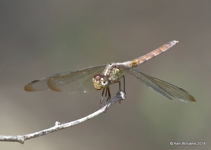 Band-winged Dragonlet, Erythrodiplax umbrata, female, Santa Ana NWR, TX, 4-22-18, Jpa_70927.jpg
