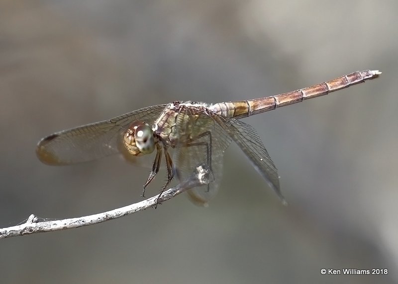 Band-winged Dragonlet, Erythrodiplax umbrata, female, Santa Ana NWR, TX, 4-22-18, Jpa_70933.jpg