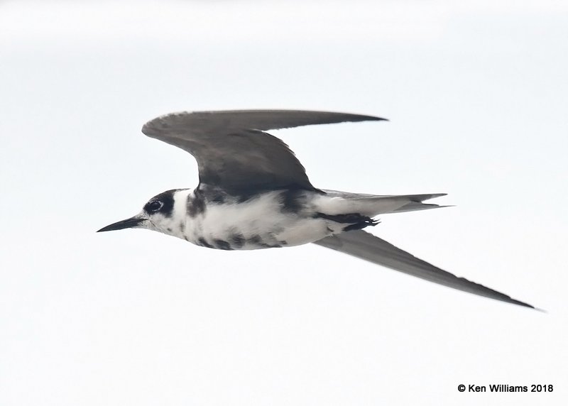 Black Tern, Quintana Beach, TX, 4-21-18, Jpa_69499.jpg