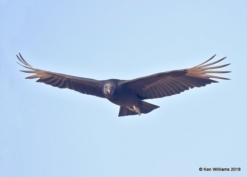 Black Vulture, Brownsville Dump, TX, 4-25-18, Jpa_74485.jpg