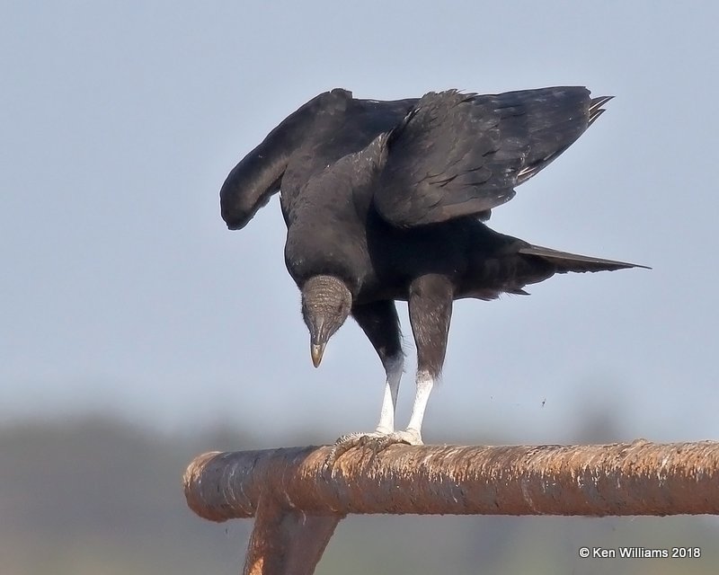 Black Vulture, Brownsville Dump, TX, 4-25-18, Jpa_74595.jpg