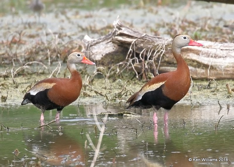 Black-bellied Whistling-Ducks, Estero Llano Grande SP, TX, 4-22-18, Jpa_70464.jpg