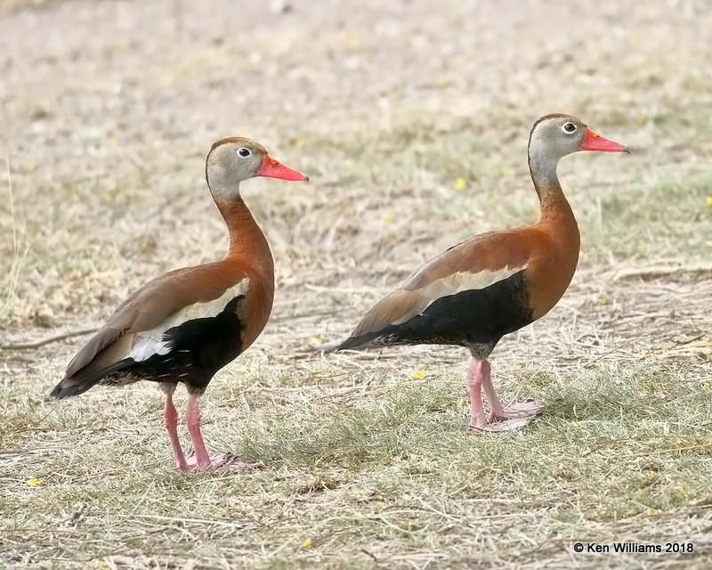 Black-bellied Whistling-Ducks, Estero Llano Grande SP, TX, 4-22-18, Jpa_70485.jpg