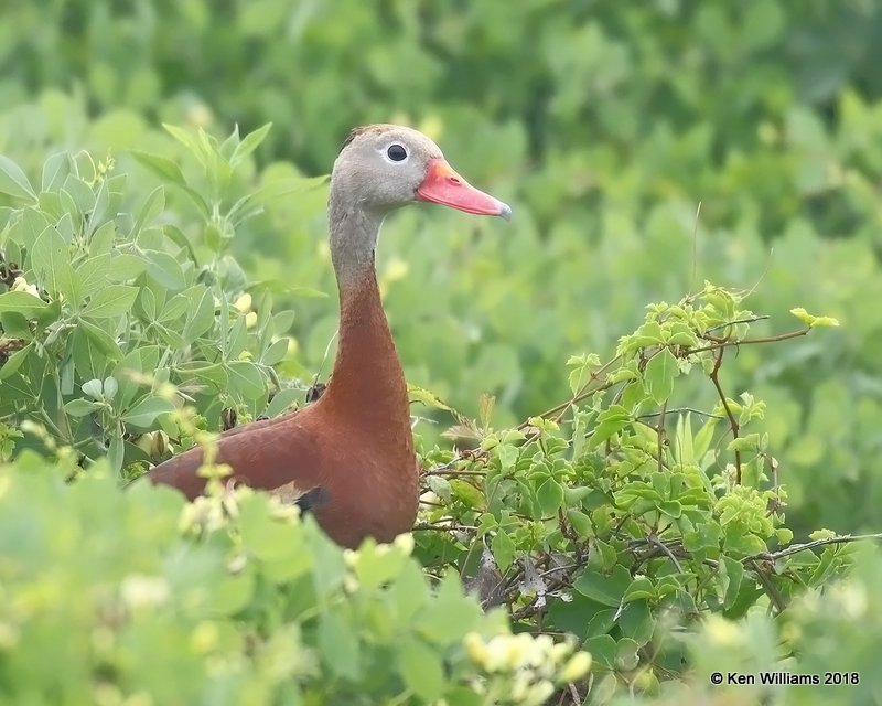 Black-bellied Whistling-Duck, Quintana Beach County Park, TX, 4-21-18, Jpa_69578.jpg